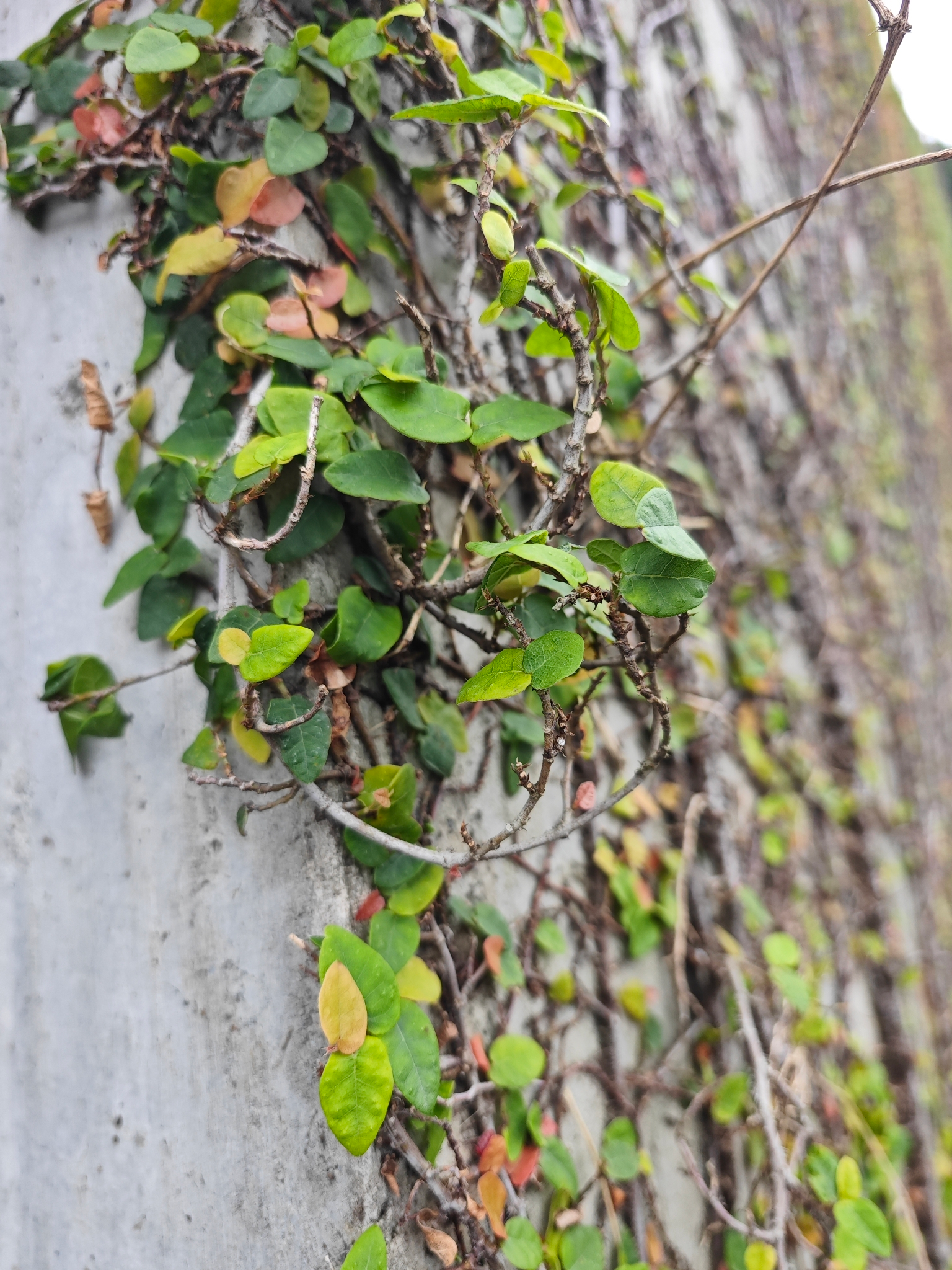 雪花薜荔 图片 7