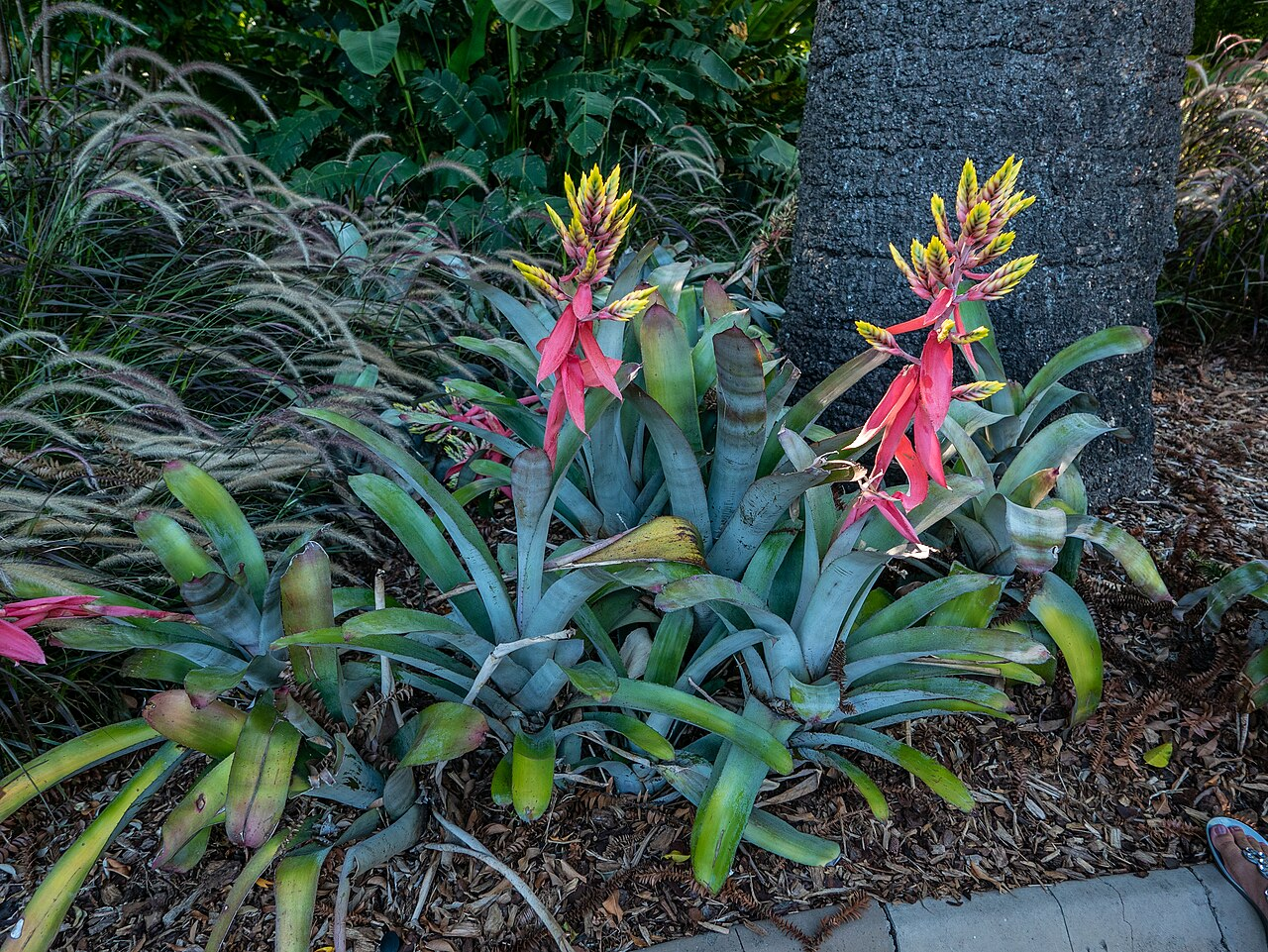 Zebra Bromeliad image 2