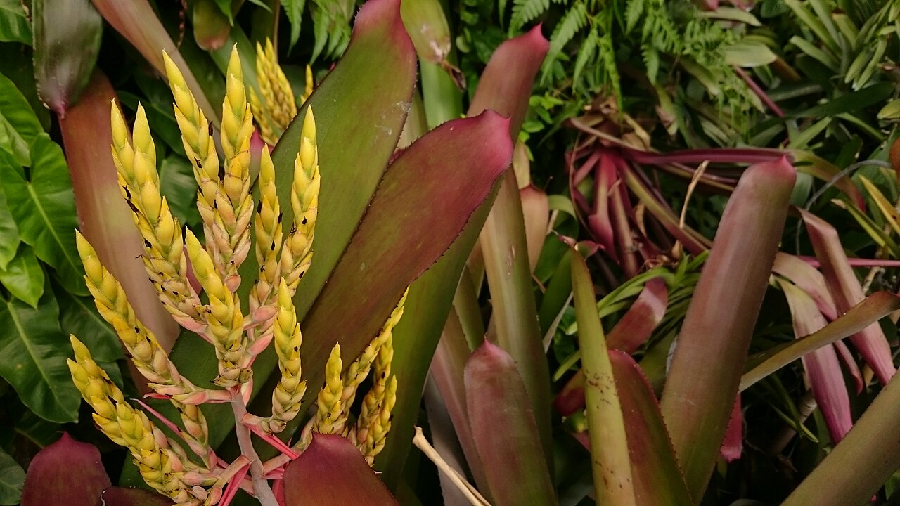 Zebra Bromeliad image 3