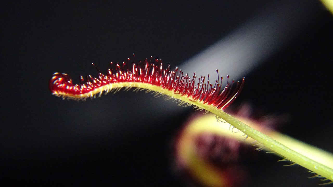Cape Sundew image 2