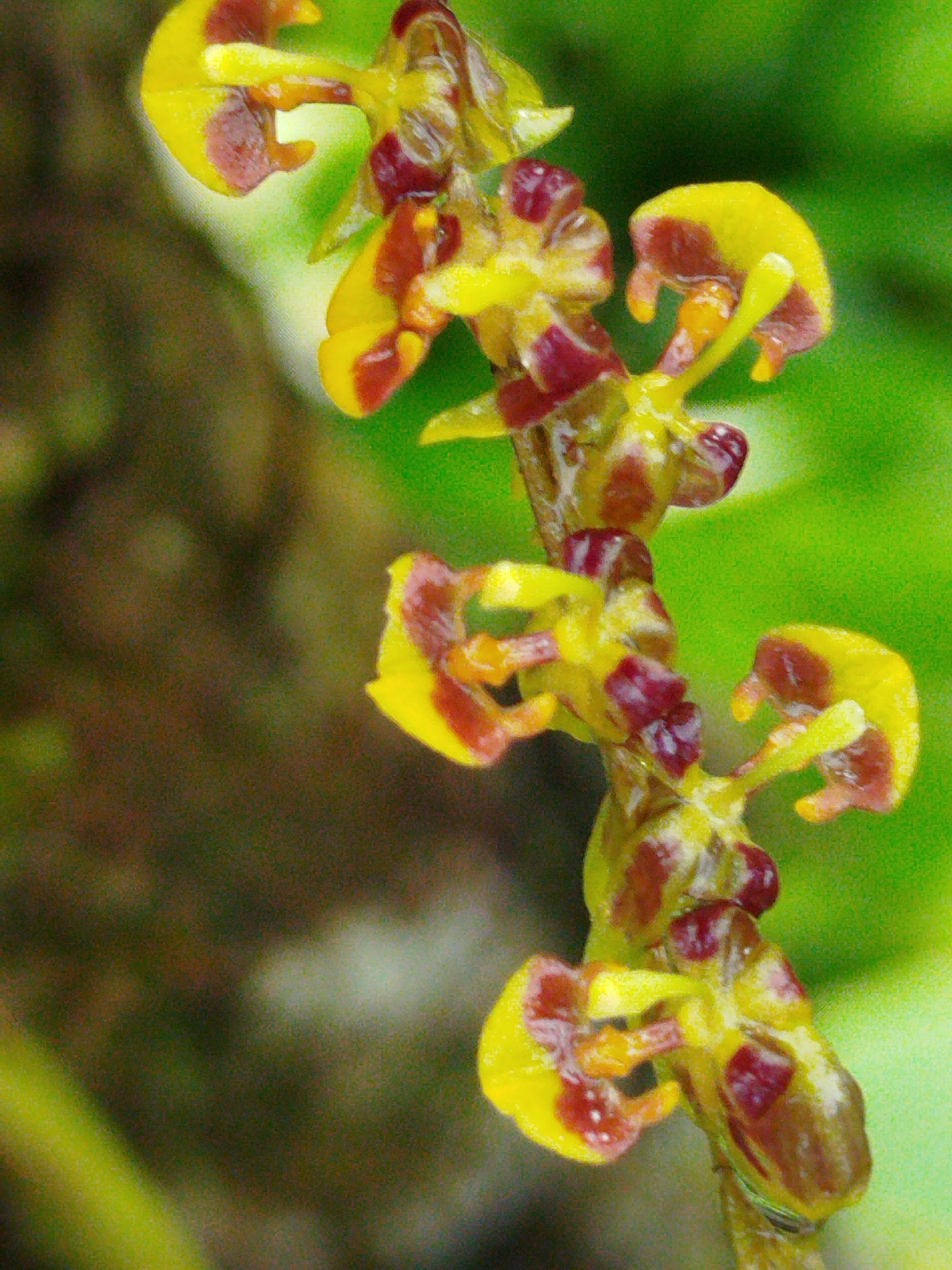 坎布里亚伍氏兰 图片 4