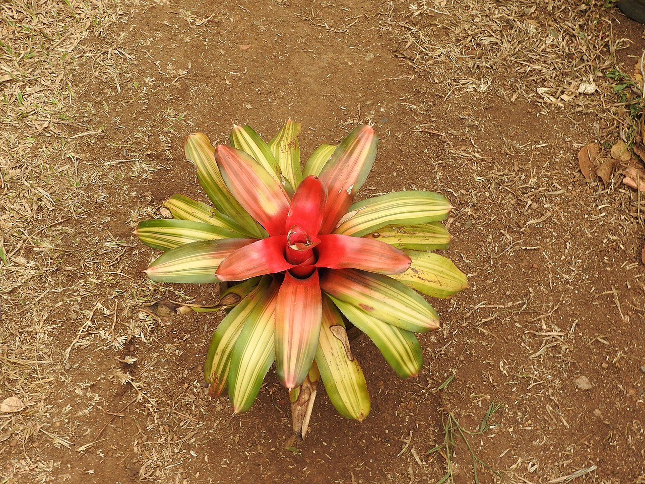Tricolor Bromeliad image 2