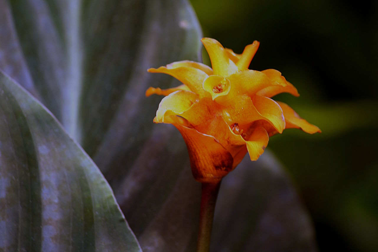 金花竹芋 图片 3