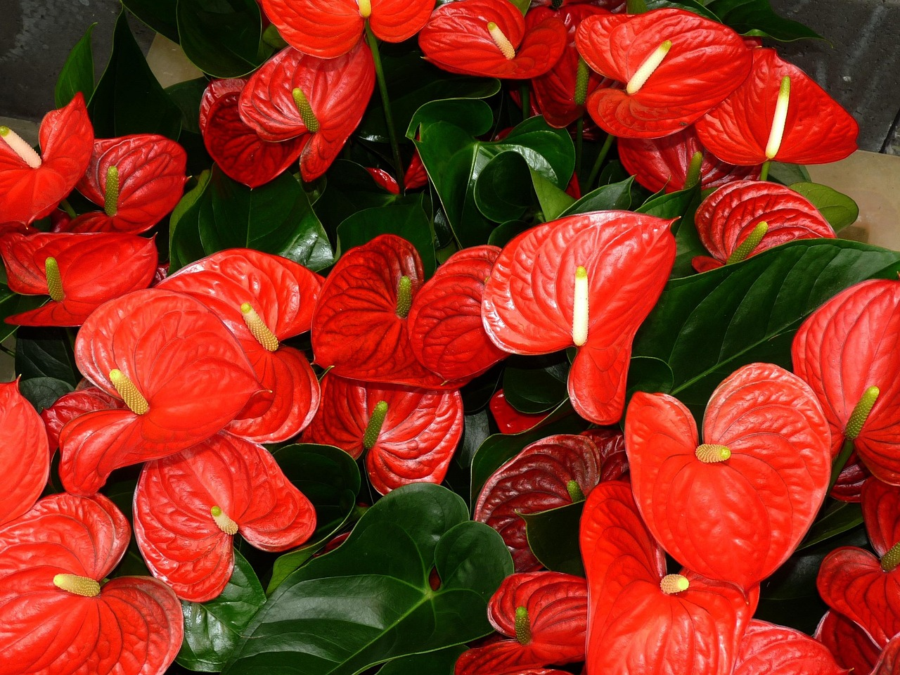 Flamingo Flower