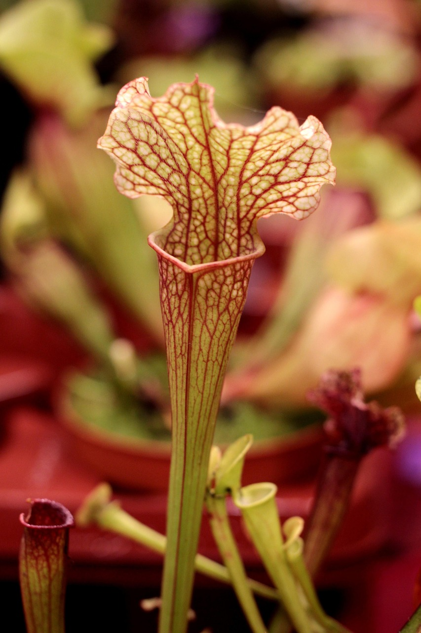 Bella Pitcher Plant image 3