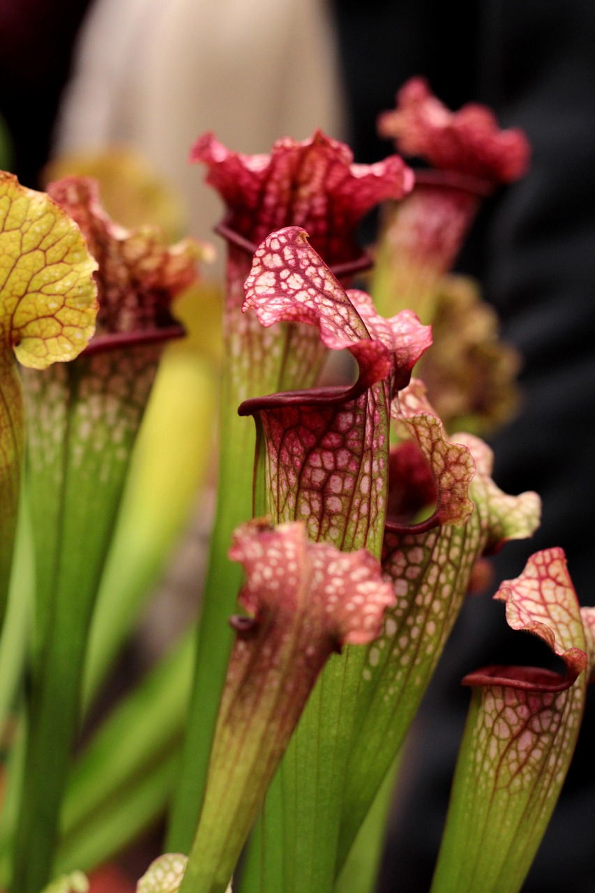 Bella Pitcher Plant image 4