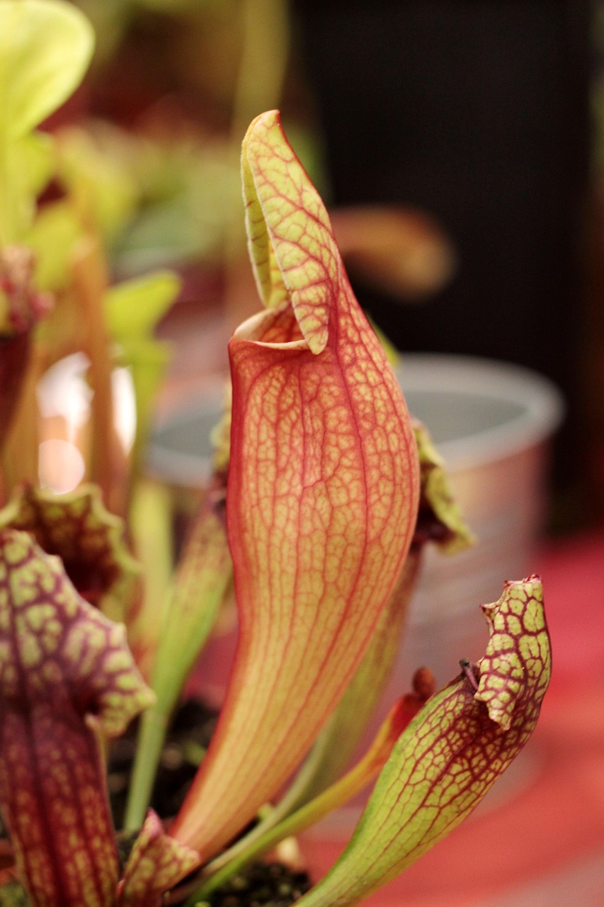 Bella Pitcher Plant image 5