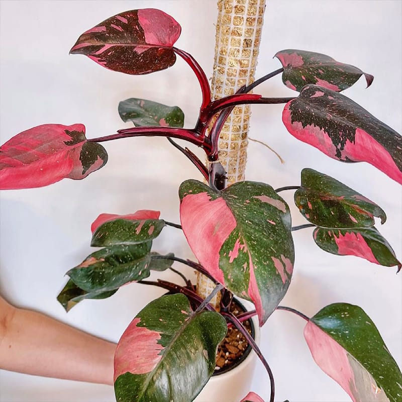 പിങ്ക് പ്രിൻസസ് ഫിലോഡെൻഡ്രൺ ചിത്രം 4