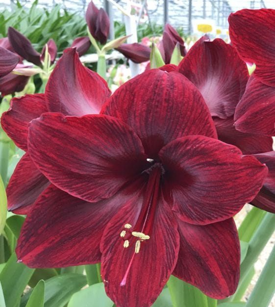 Amaryllis ภาพ 5
