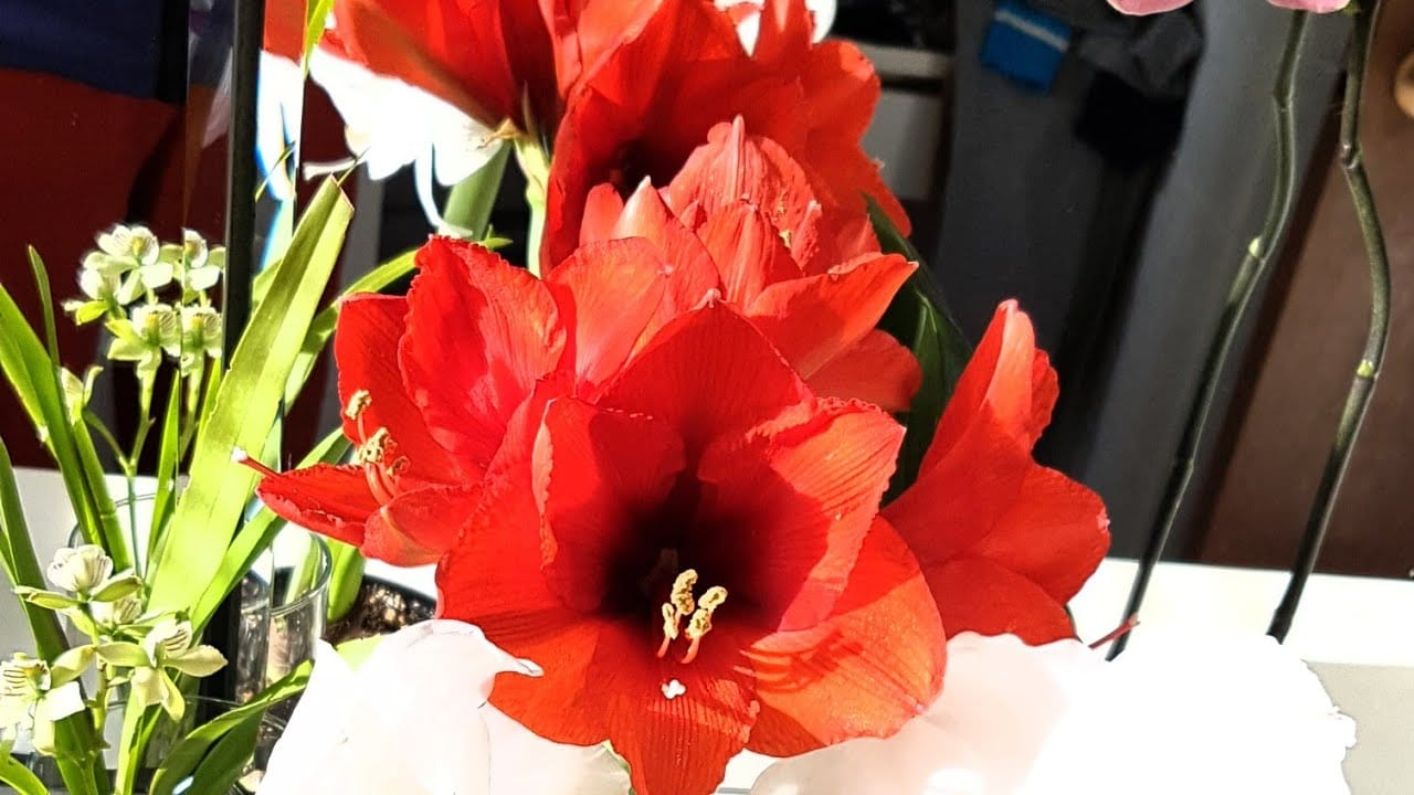 Amaryllis ภาพ 6