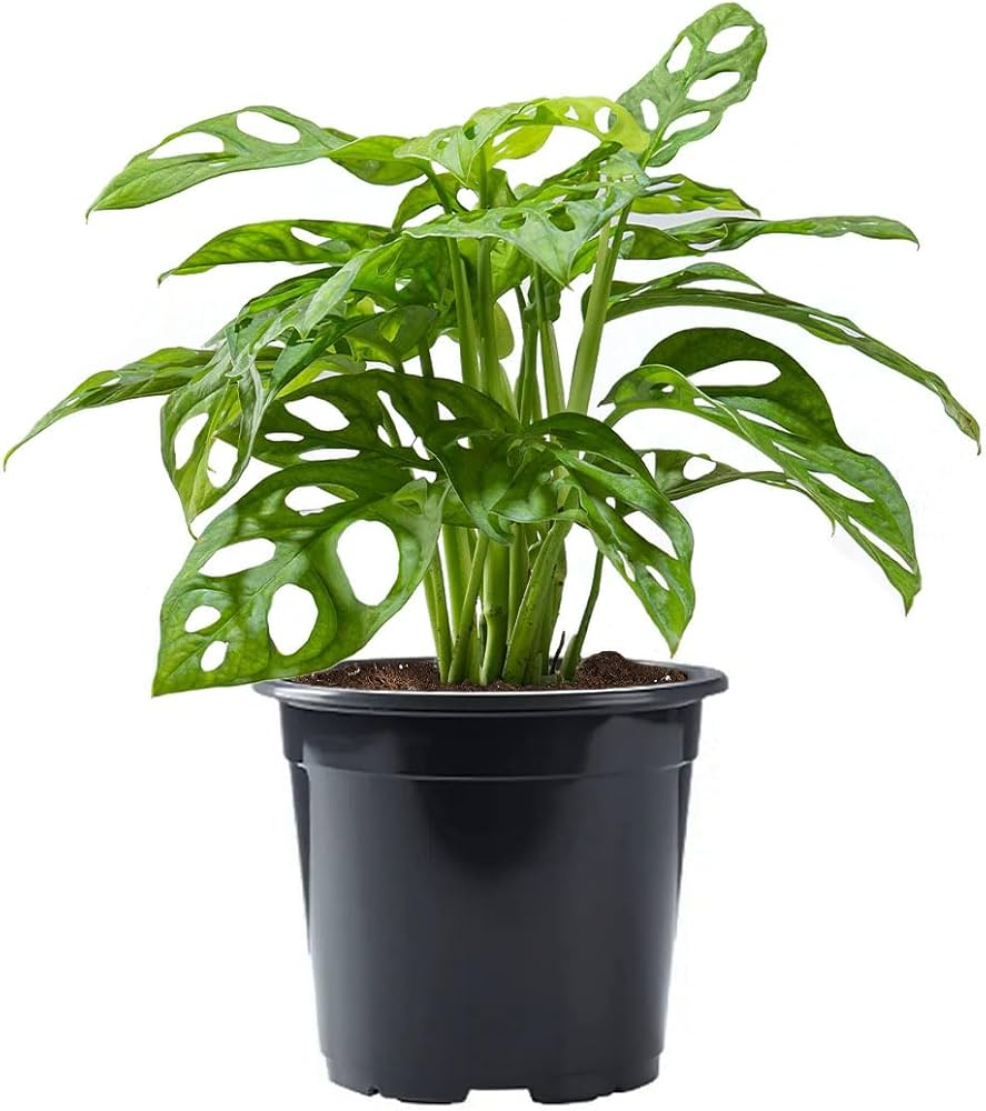 Schweizer-Käse-Rebe Bild 2