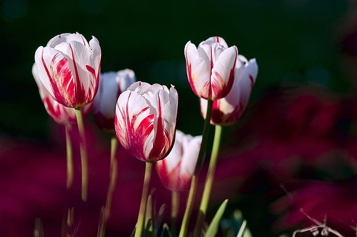 Tulip ภาพ 5