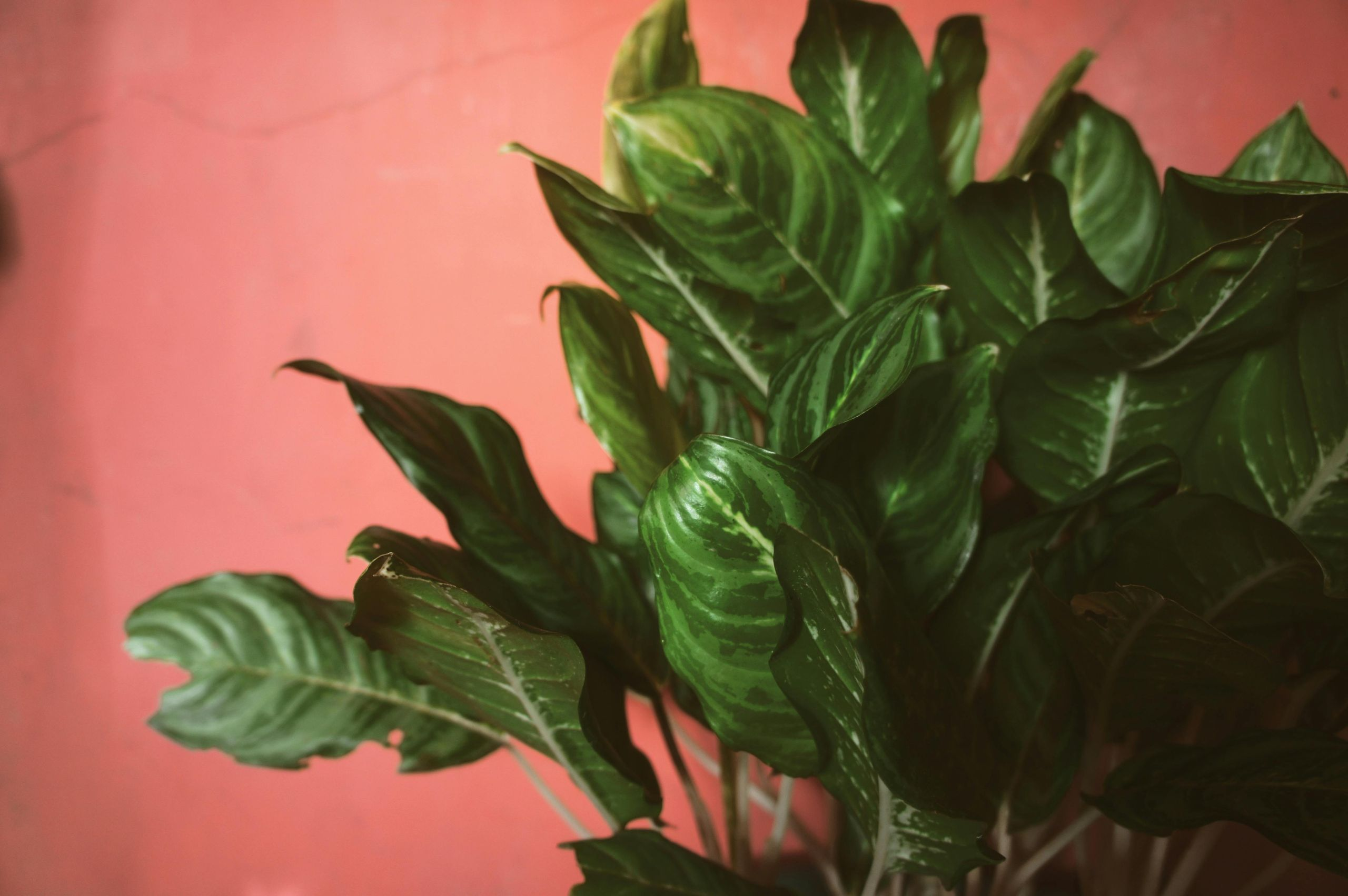 Chinese Evergreen