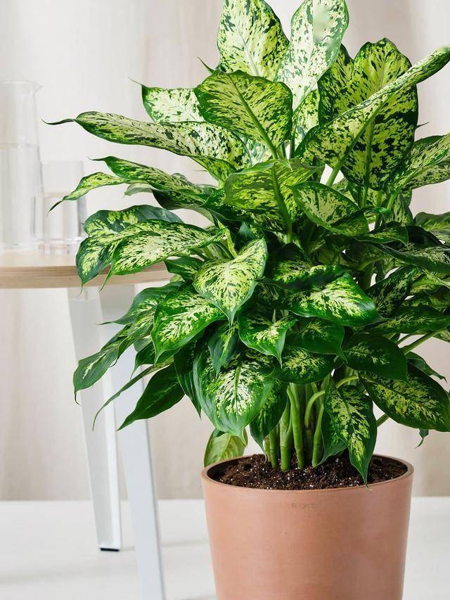 دائمة الخضرة الصينية صورة 2