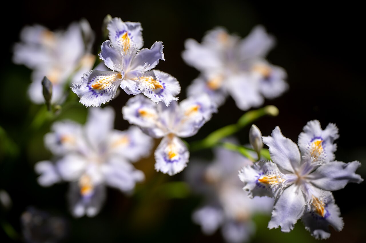 Fringed Iris image 4