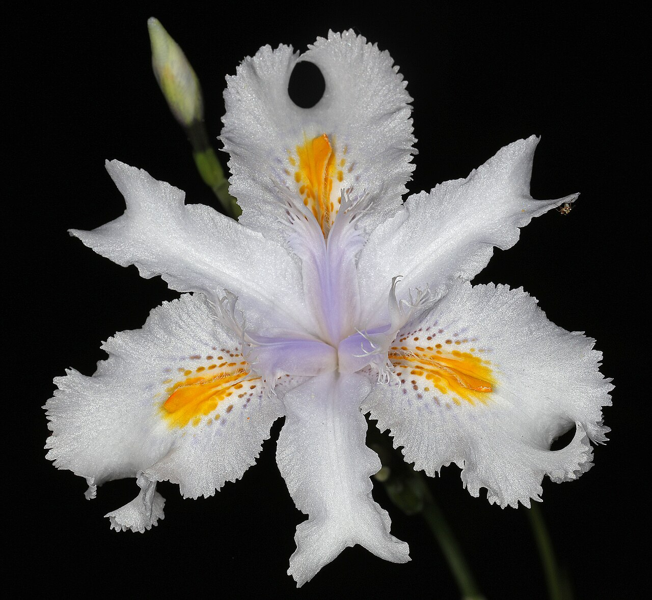 Fringed Iris image 5