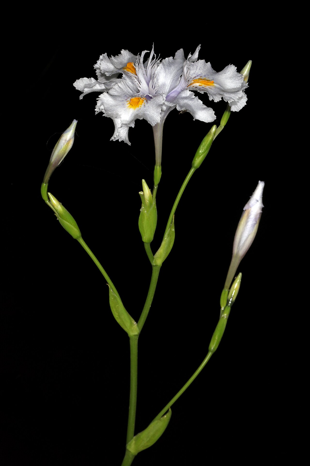 Fringed Iris image 6
