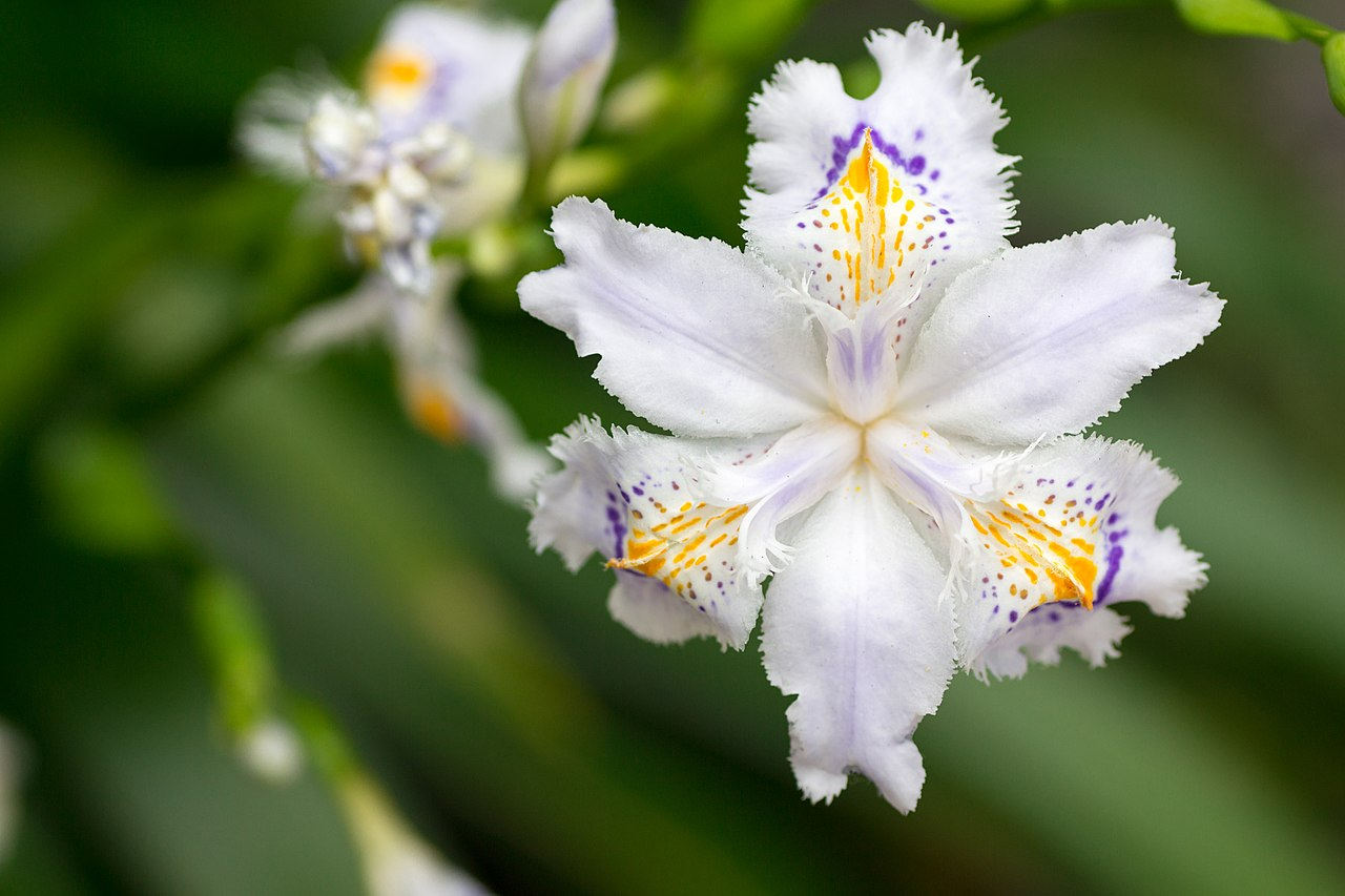 Fringed Iris image 7