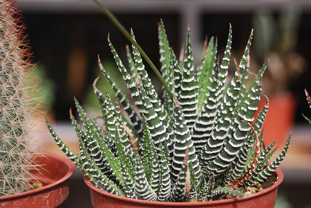 Zebrowana haworsja obraz 6