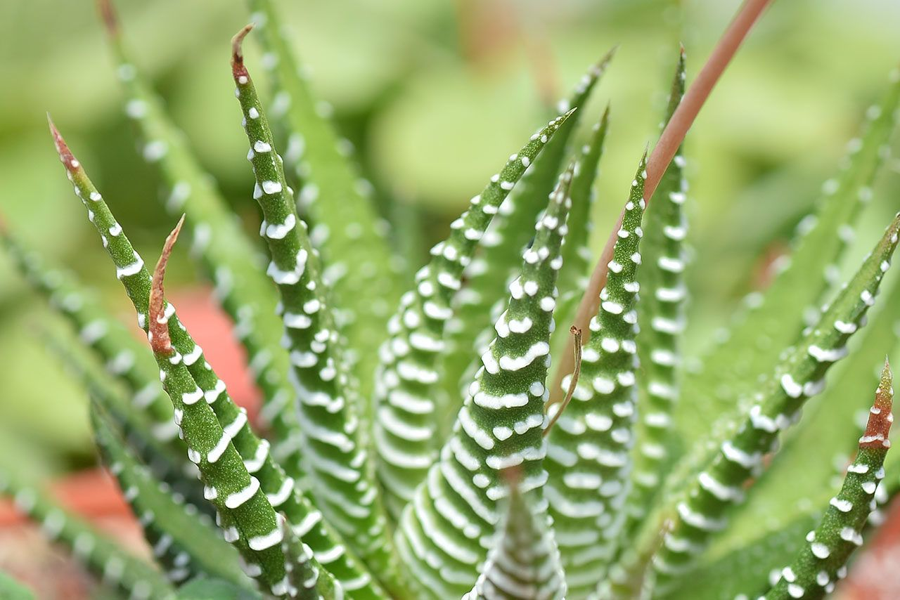 Zebrowana haworsja obraz 4