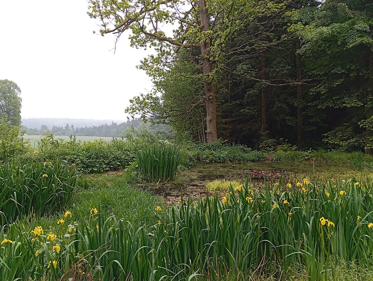 Yellow Flag Iris image 5