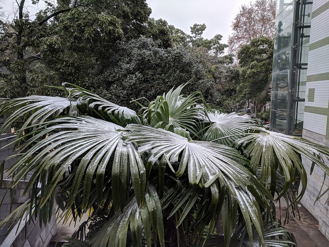 Windmill Palm image 3