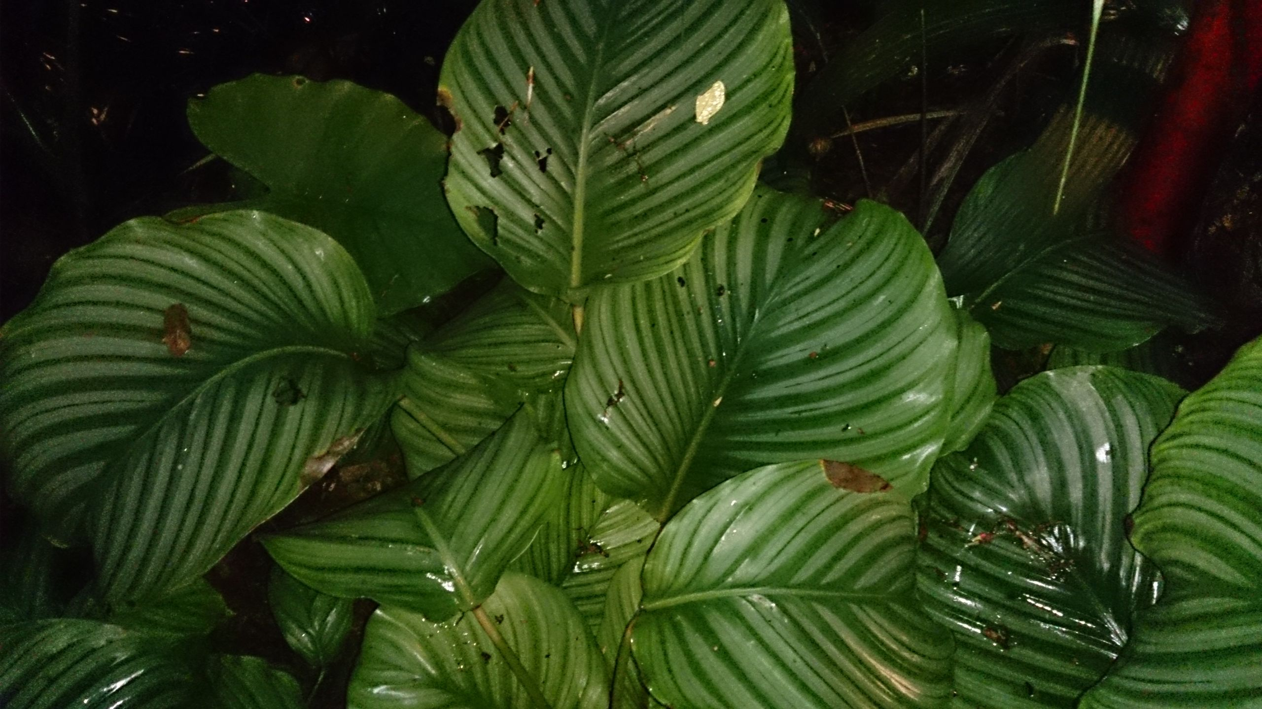 Peacock Plant प्रतिमा 4