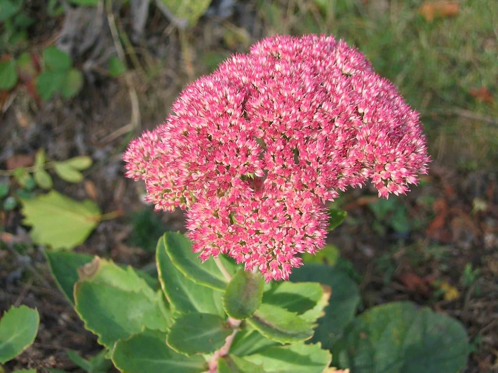 Stonecrop ภาพ 6