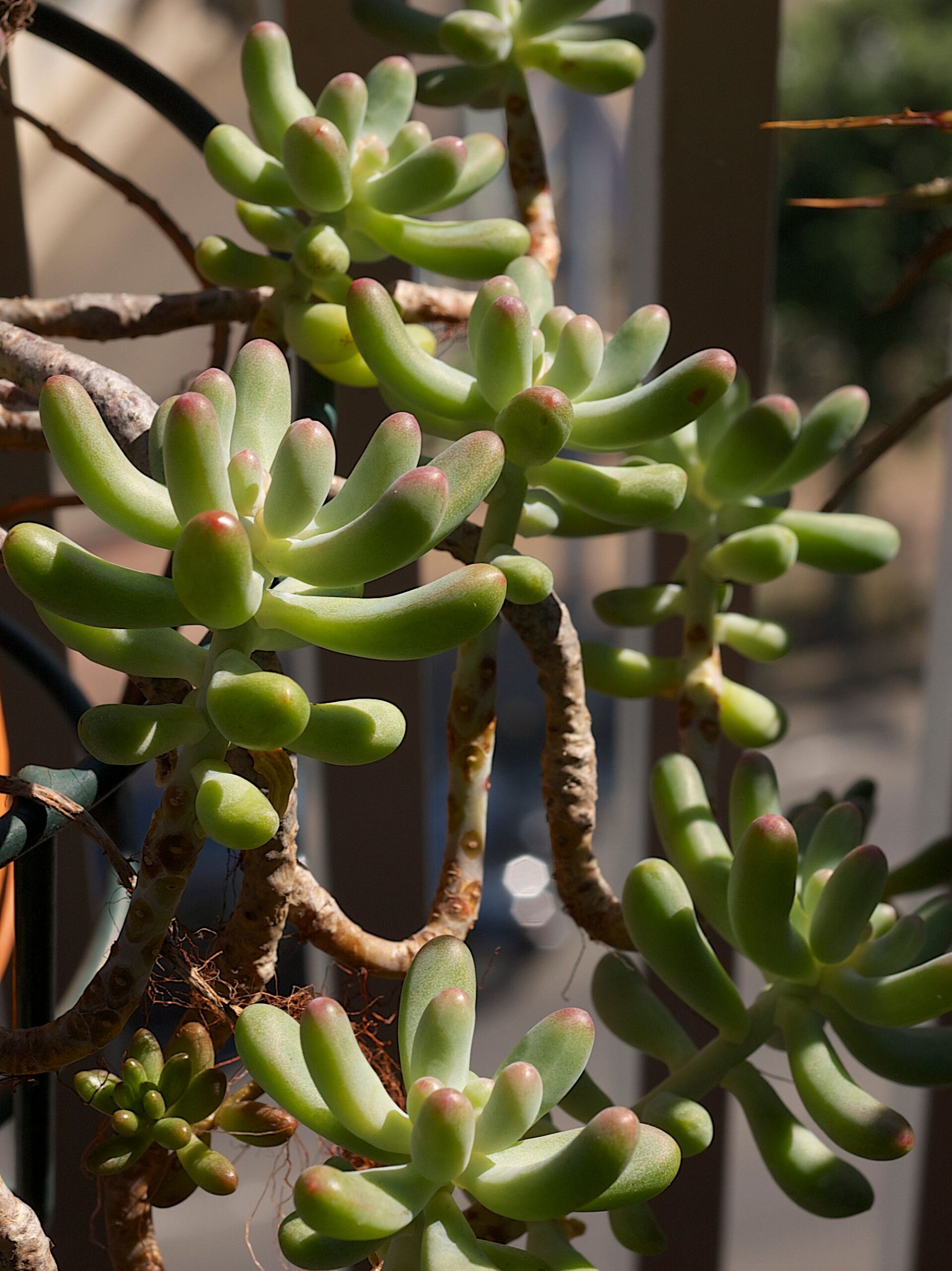 Stonecrop ภาพ 2