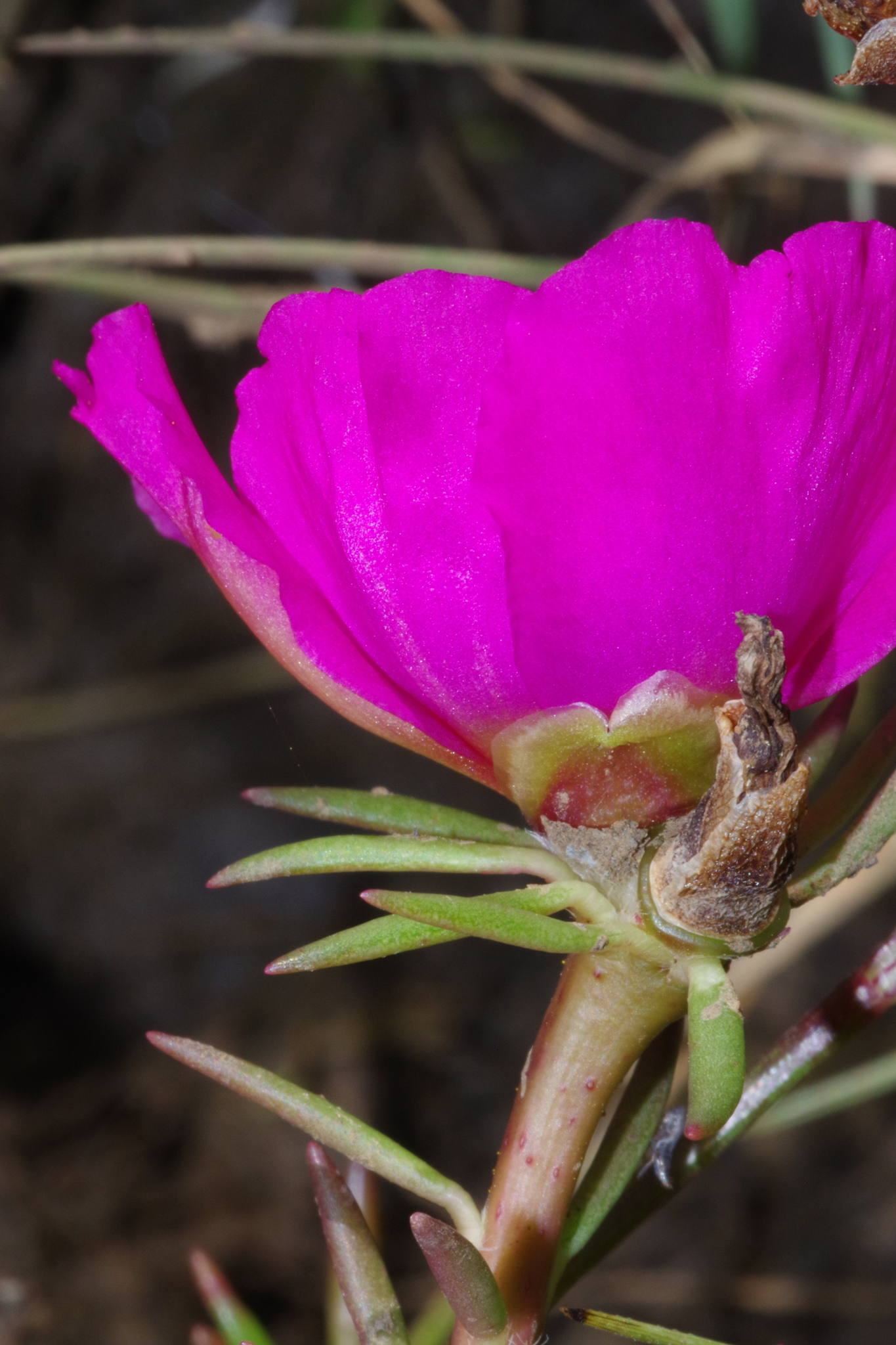 Moss Rose image 6