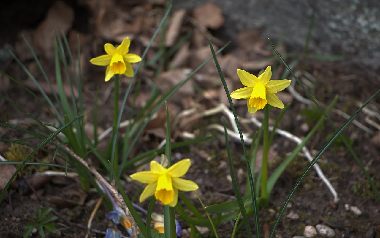Wild Daffodil image 6