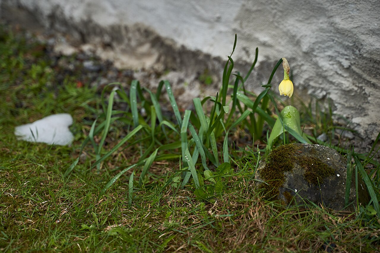 Wild Daffodil image 7