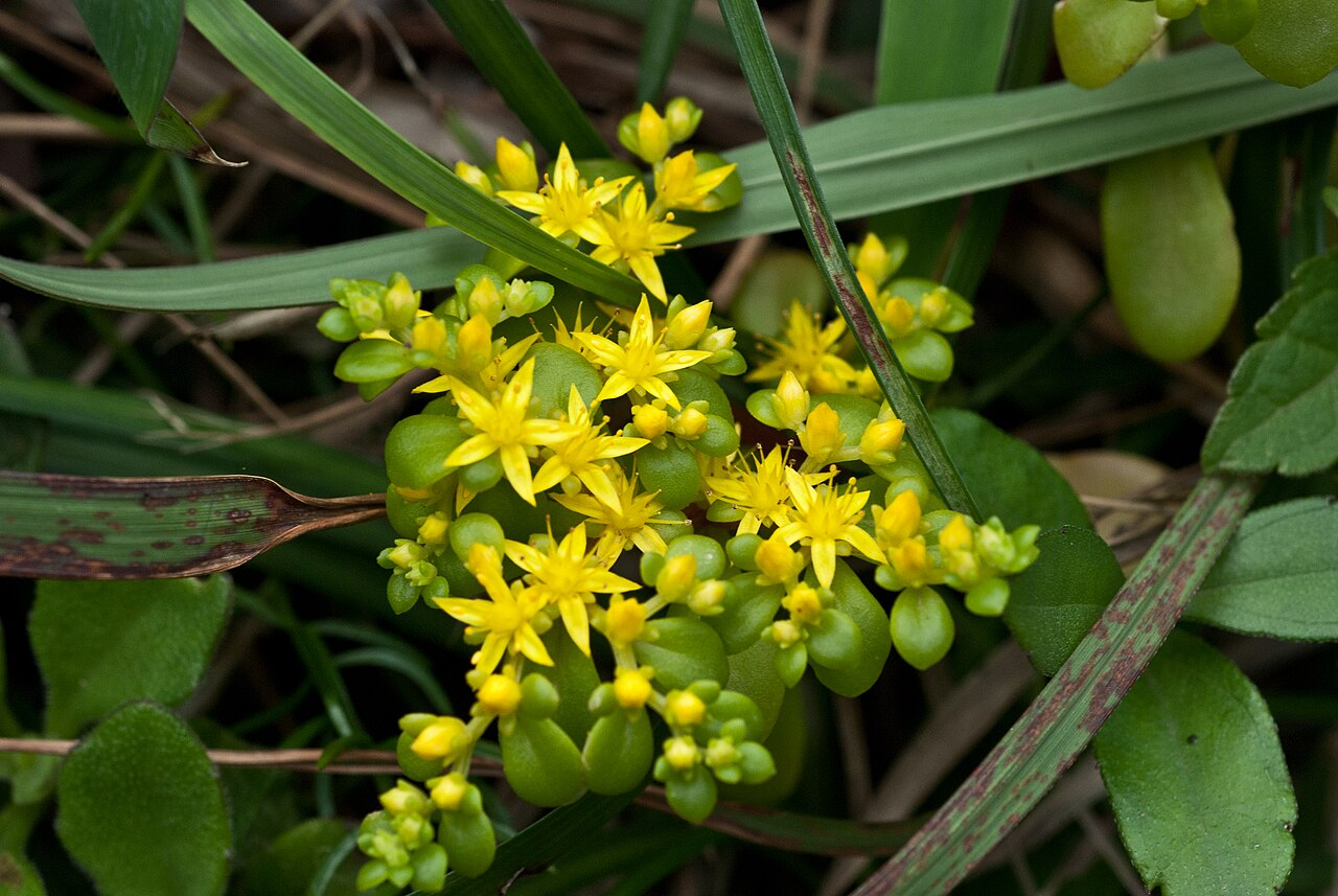 Narrow-leaved Stonecrop image 4