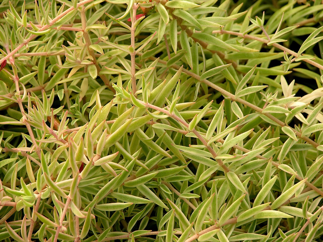 Narrow-leaved Stonecrop image 6