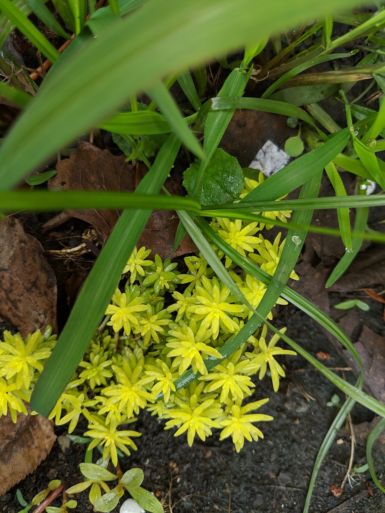 Narrow-leaved Stonecrop image 7