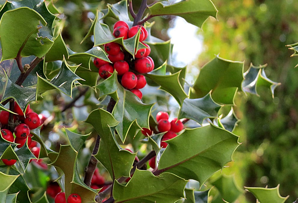 Holly చిత్రం 2