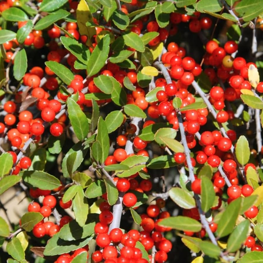 Holly చిత్రం 3