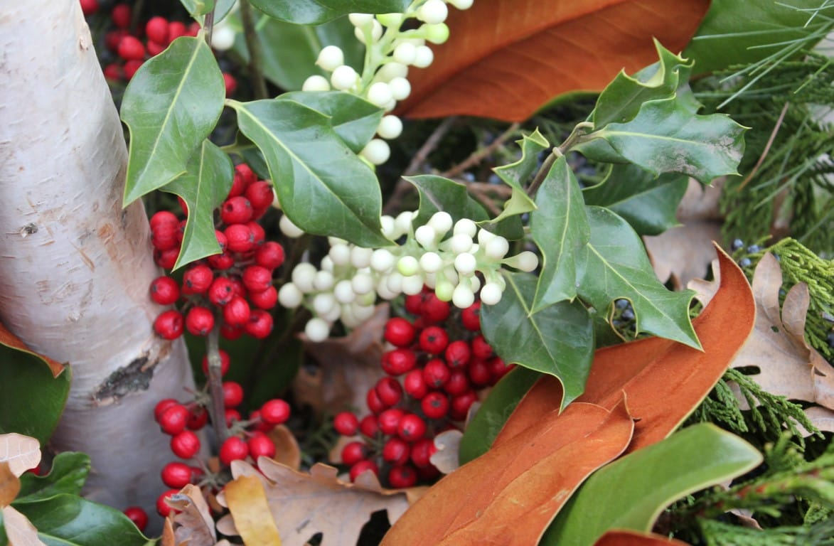 Holly చిత్రం 4