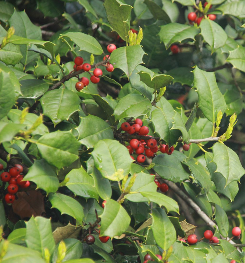 Holly చిత్రం 5