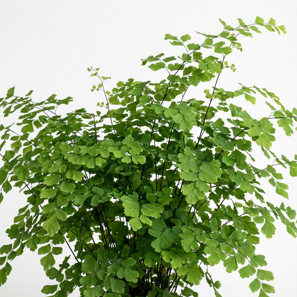 Venushaarfarn Bild 5