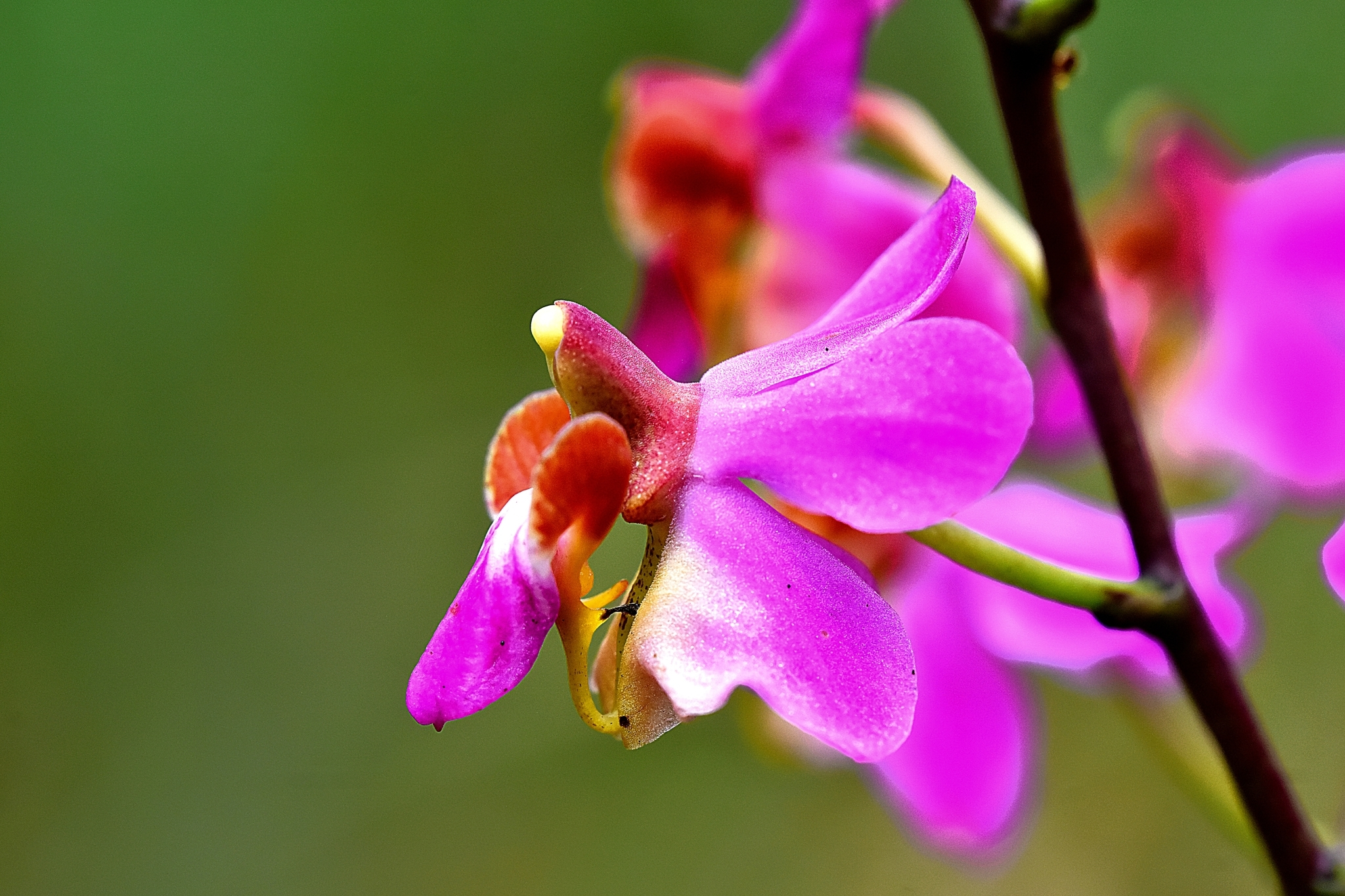 Schmetterlingsorchidee Bild 7