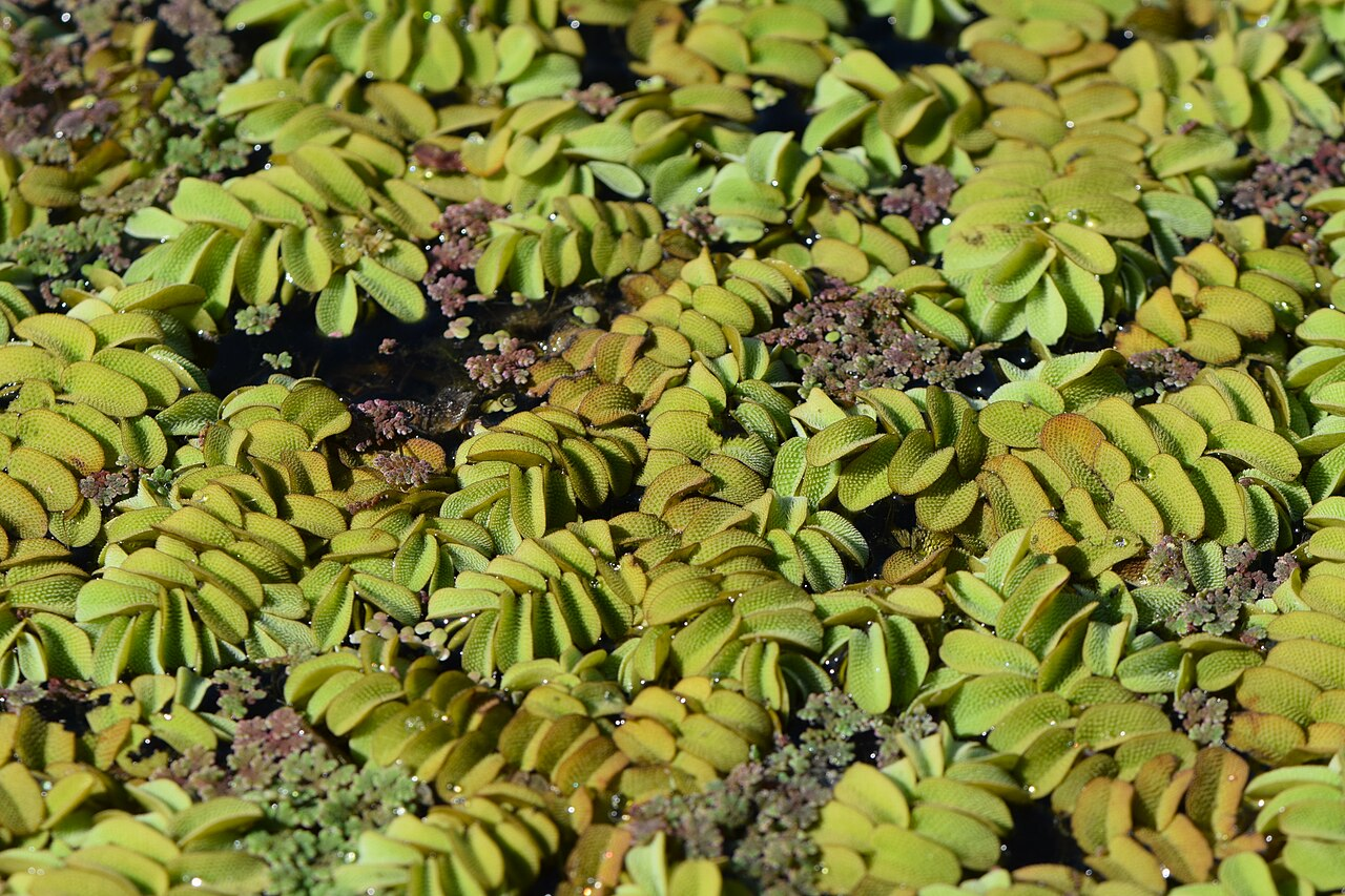 Water Spangles image 3