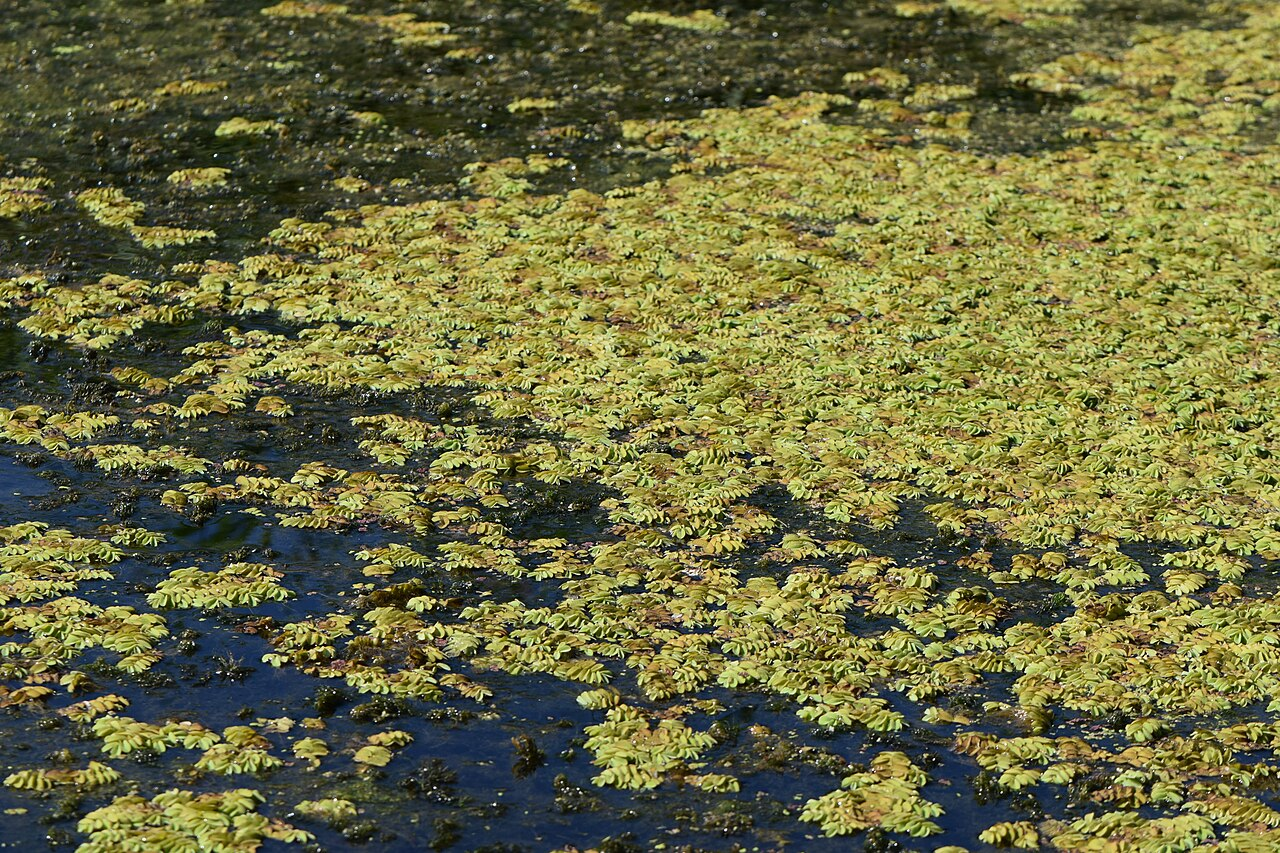 Water Spangles image 5