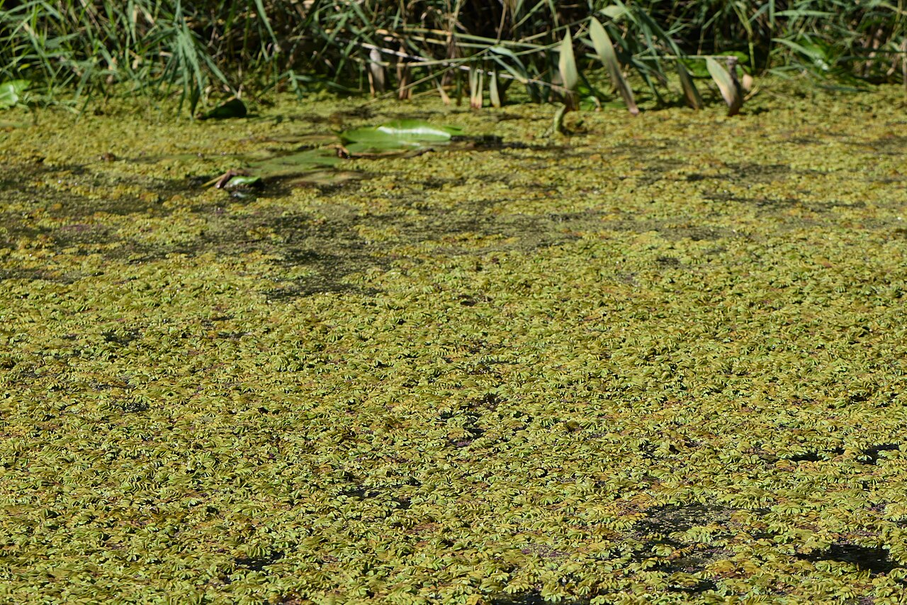 Water Spangles image 6