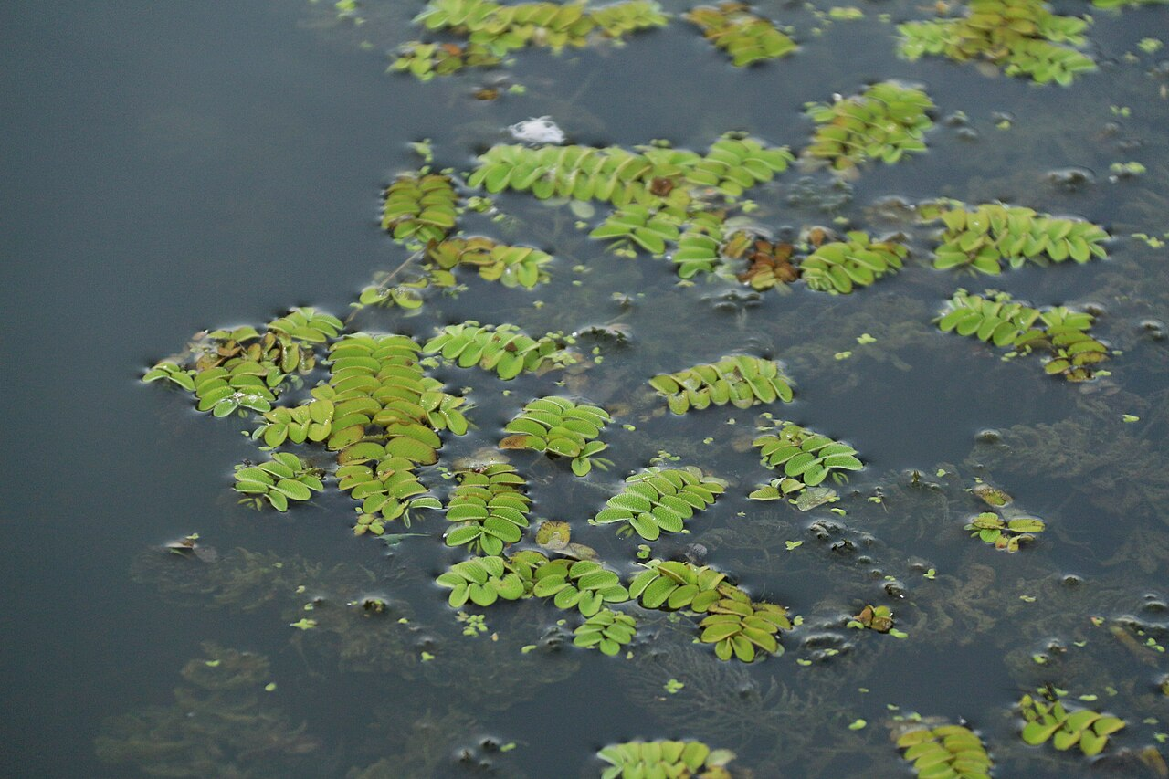 Water Spangles image 4