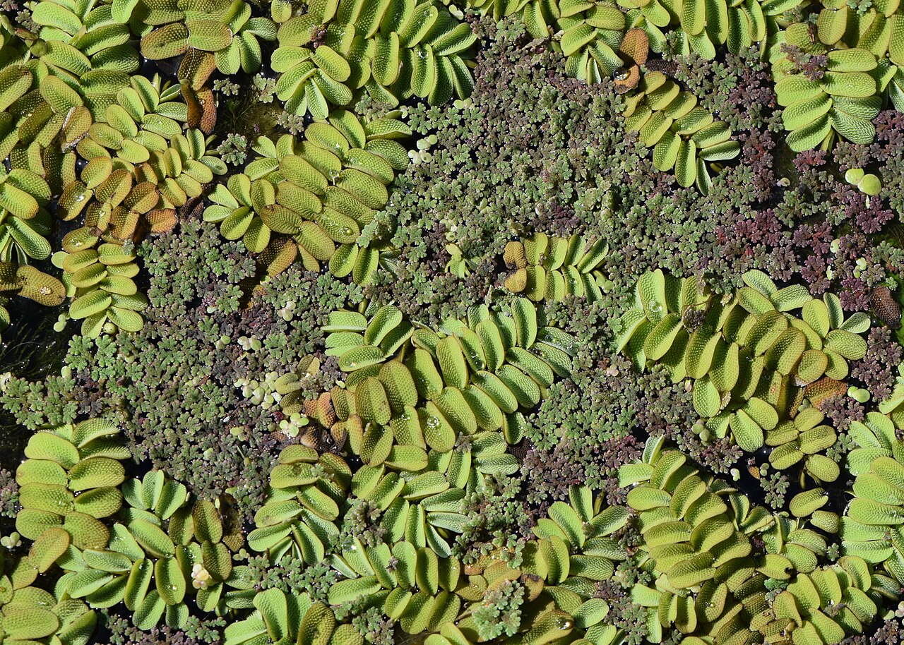 Water Spangles image 7