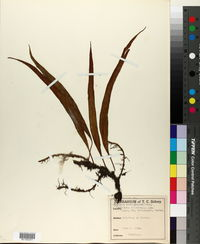 Naked-leaved Felt Fern image 4