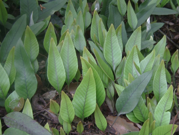Naked-leaved Felt Fern image 3