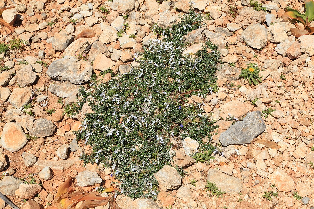 Tree Germander image 3