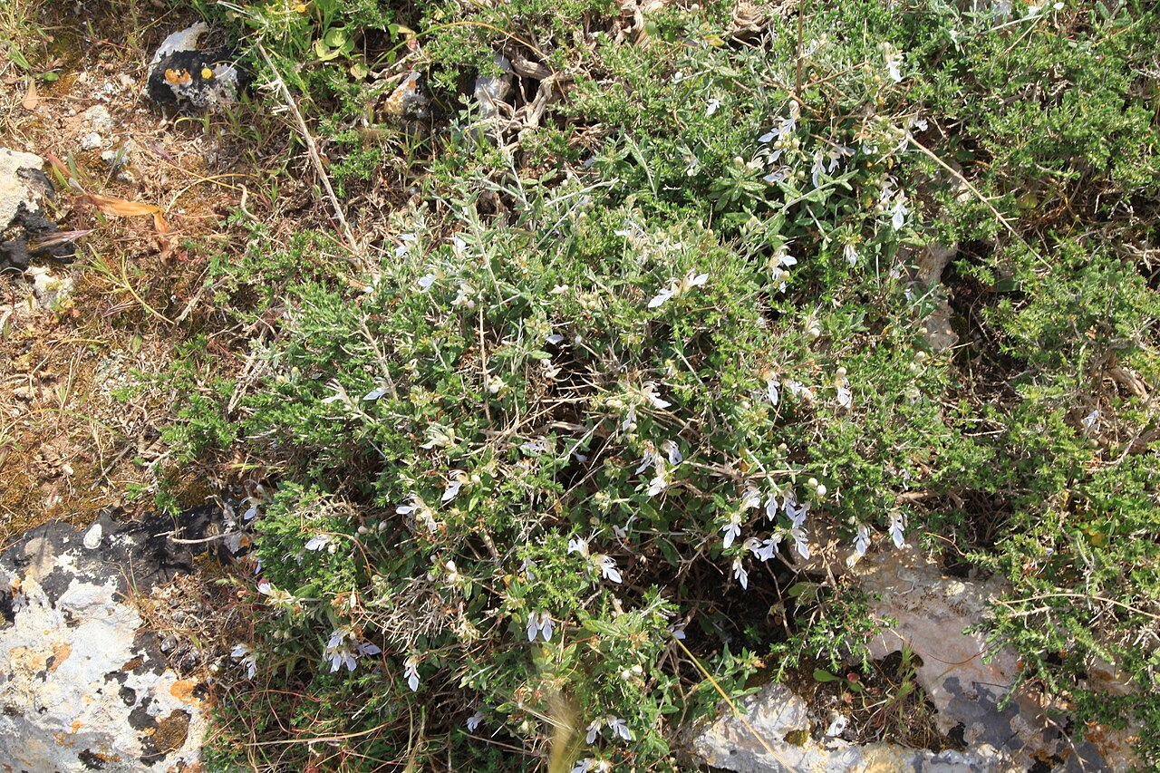 Tree Germander image 7